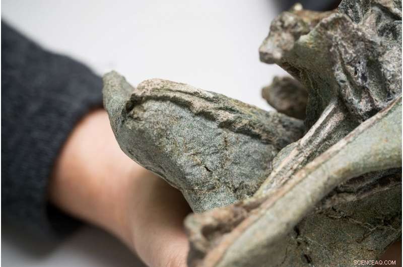 New Zealand Finds Ancient Bony‑Toothed Bird, One of Earth s Oldest Species