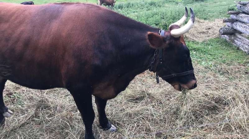 Unearthing Inequality: Insights from Late Neolithic Ox-Driven Agriculture