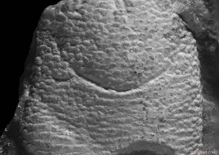 150 Million Years Ago: Coral Reefs and Squat Lobsters Thrived Together