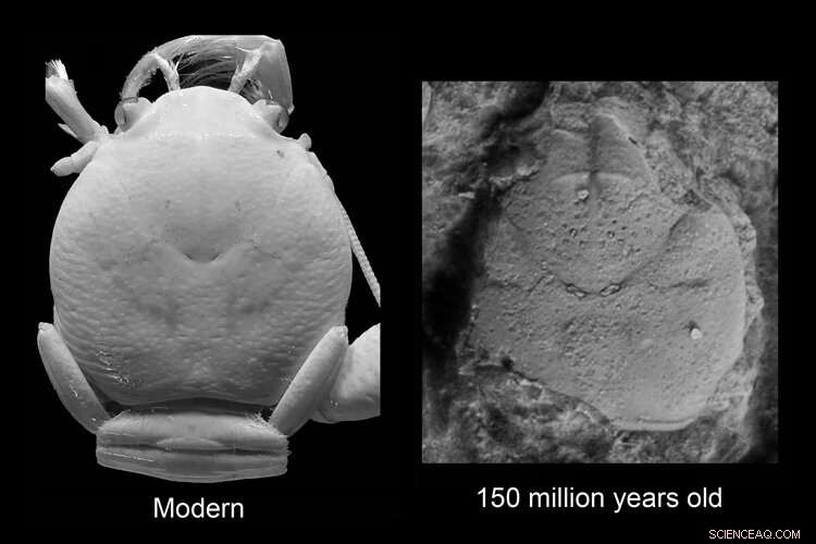 150 Million Years Ago: Coral Reefs and Squat Lobsters Thrived Together