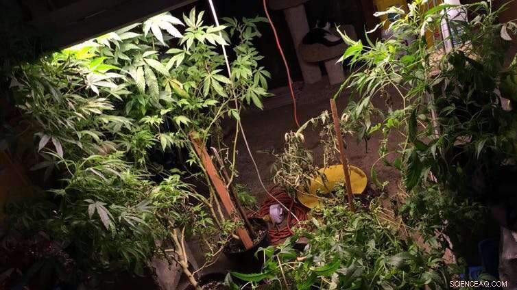 Examining the Impact of Marijuana Taxes Across States