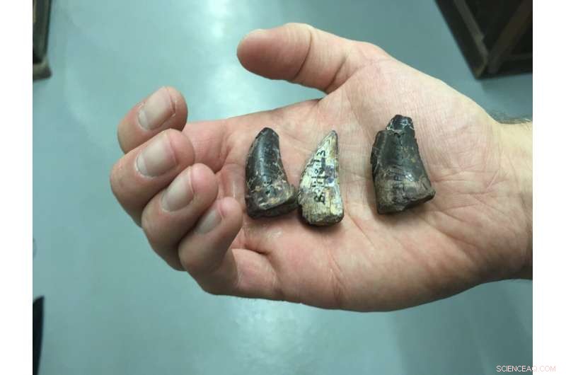 Crocodile‑Like Predators Shaped Early Dinosaur Ecosystems in Triassic Southern Africa, 210 Myr Ago