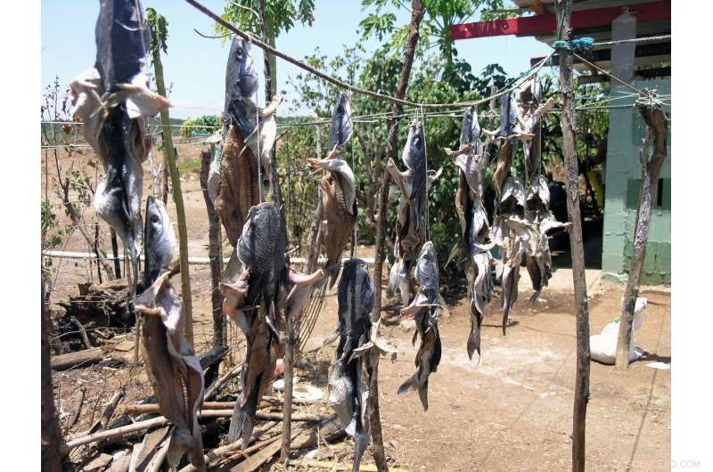 Traditional Fisherfolk Uncover Ancient Sea Catfish Preservation Techniques