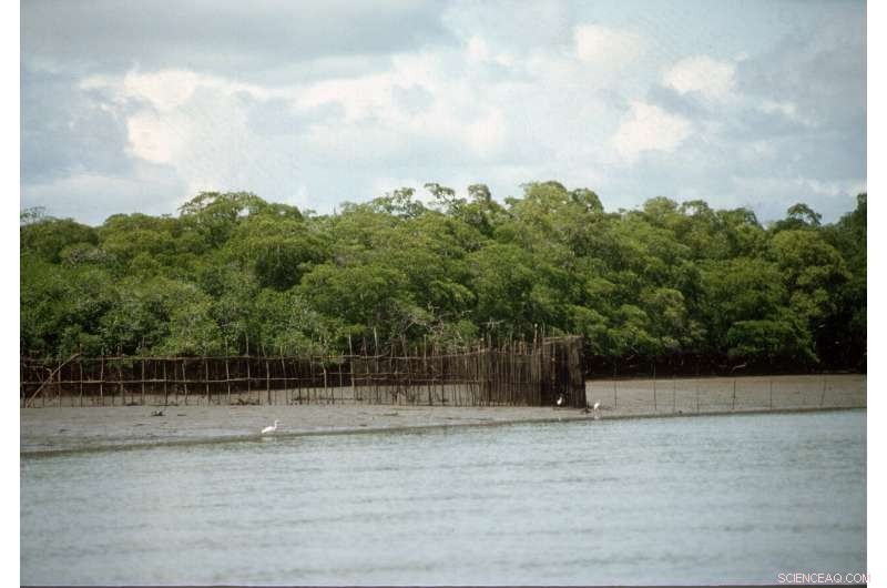 Traditional Fisherfolk Uncover Ancient Sea Catfish Preservation Techniques