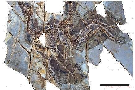 Paleontologists Introduce Robust Framework for Fossil Color Reconstruction