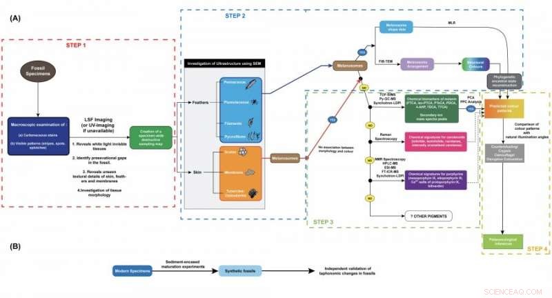 Paleontologists Introduce Robust Framework for Fossil Color Reconstruction