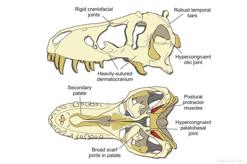 Tyrannosaurus rex s stiff skull enabled bone‑crushing bites