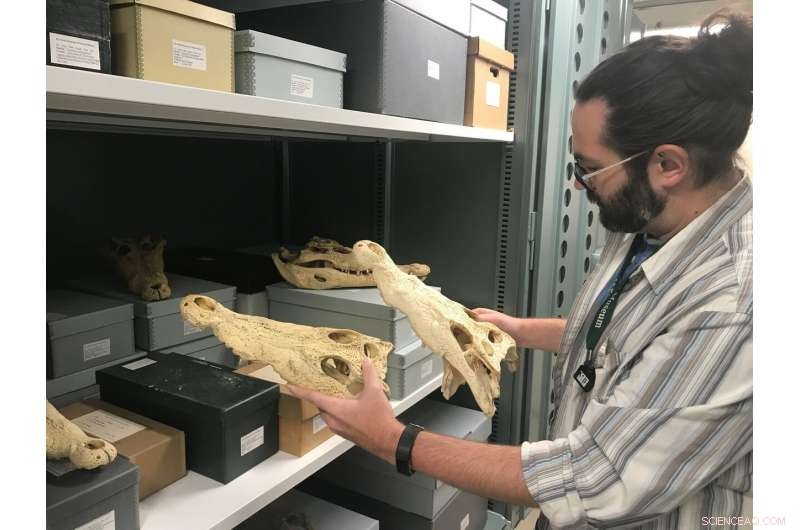 New Crocodile Species Unearthed from Museum Skulls, Now Living in Florida Zoo