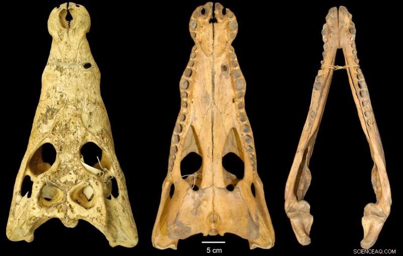 New Crocodile Species Unearthed from Museum Skulls, Now Living in Florida Zoo