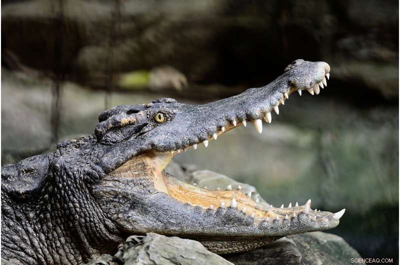 Ancient Crocodiles  Diets Revealed: Evidence Shows They Consumed Whatever Fits Their Snout