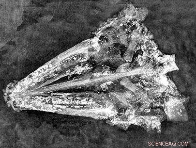 High Schooler Discovers Rare Fossil in Groundbreaking Field Museum Expedition