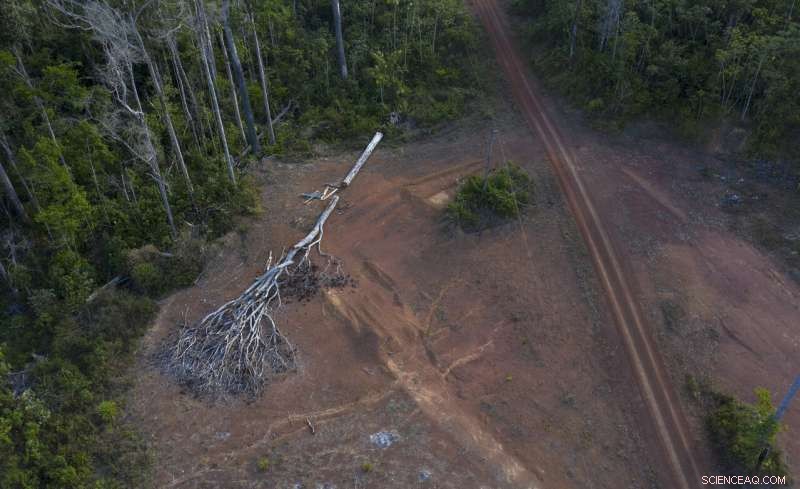 Amazon Tembe Tribe: How Arrows and Smartphones Shape Daily Life