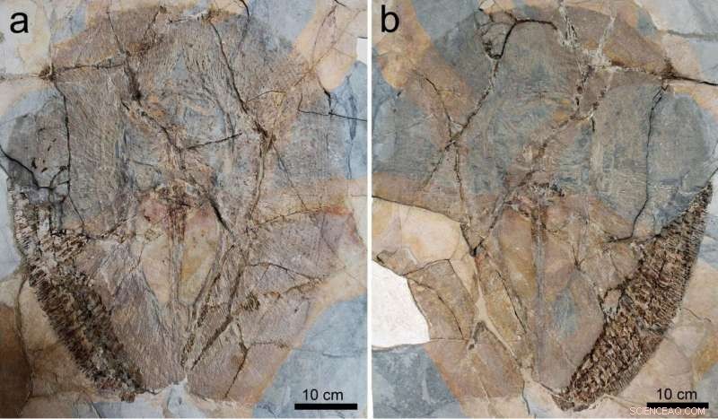 New Fossil Fish Discovery Reveals Evolutionary Secrets