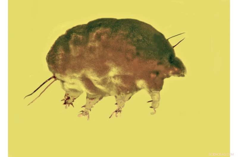 Unveiling Mold Pigs: A New Invertebrate Family from 30-Million-Year-Old Amber