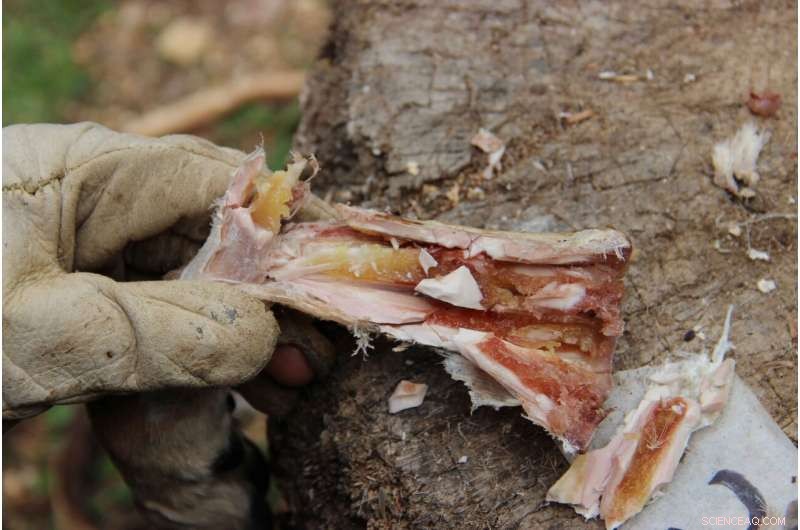 400,000-Year-Old Evidence Shows Early Humans Stored and Consumed Bone Marrow Like Canned Soup