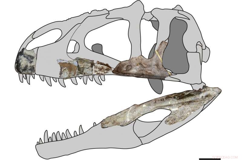 Meet Siamraptor suwati: Thailand’s New Giant Carcharodontosaur Predator