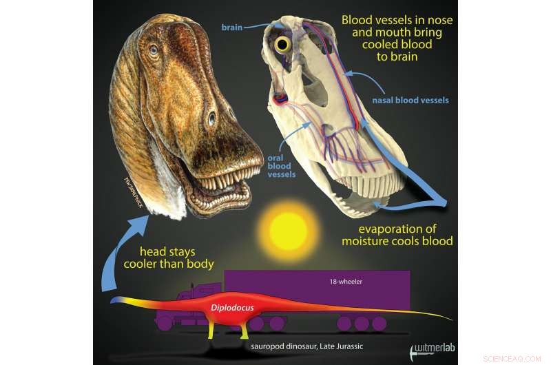 New Study Reveals How Giant Dinosaurs Developed Advanced Cooling Systems to Avoid Heat Stroke