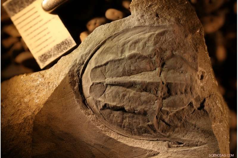 Unearthing the Ancient Origins of Australia s Unusual Creatures