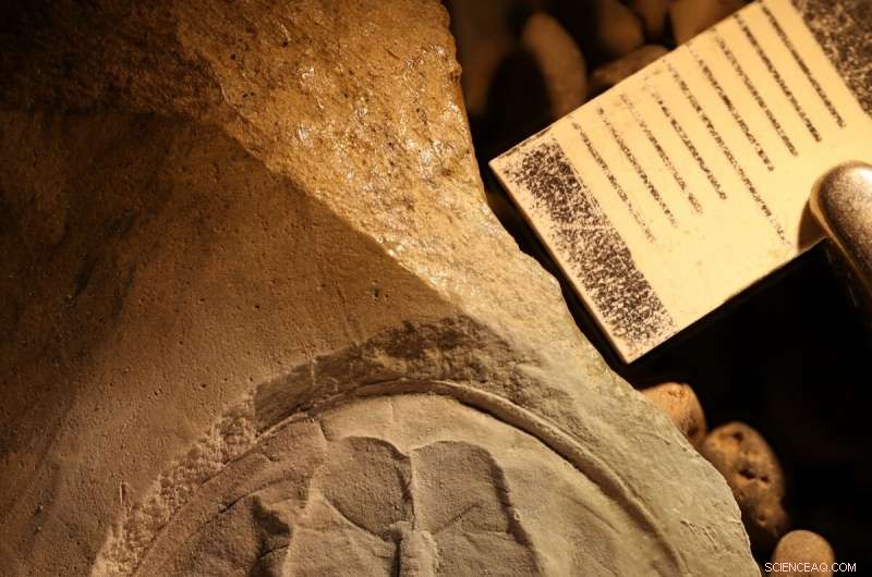 Unearthing the Ancient Origins of Australia s Unusual Creatures