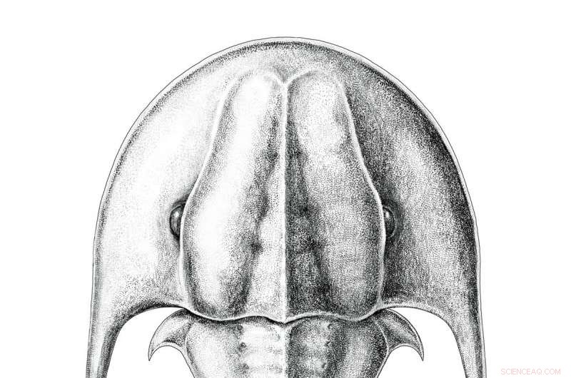 Unearthing the Ancient Origins of Australia s Unusual Creatures