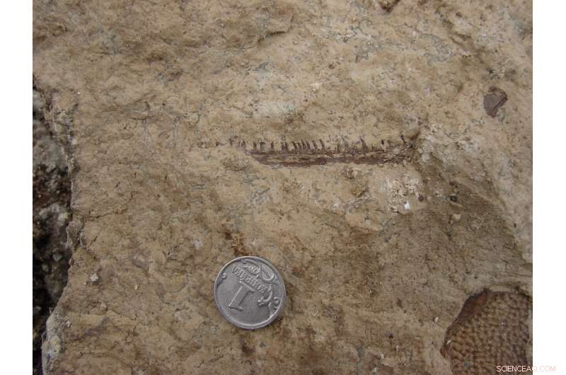 Earliest Tetrapod Fossil Suggests It Stayed Aquatic, Challenging Evolutionary Assumptions