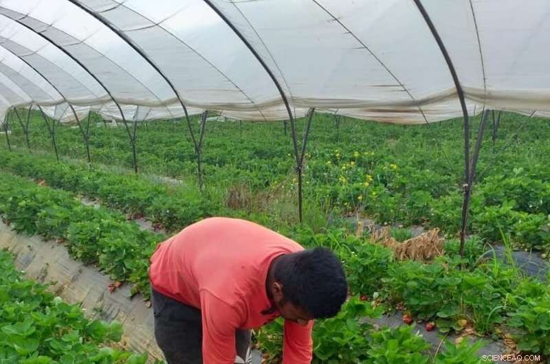 Greek Strawberry Harvesters: Migrant Workers Endure Dangerous, Unethical Conditions