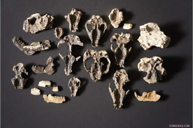 Fossil Discovery Illuminates Rapid Life Recovery After Mass Extinction