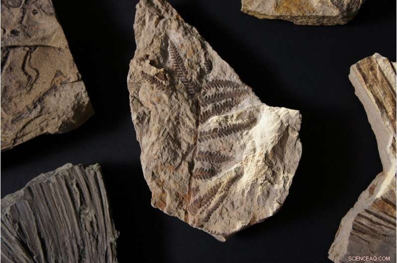 Fossil Discovery Illuminates Rapid Life Recovery After Mass Extinction