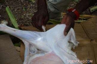 Traceology Reveals Stone Tool Use at Olduvai Gorge: First Experimental Study