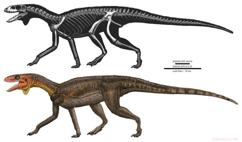 Researchers Unveil Newly Discovered Dinosaur Relative