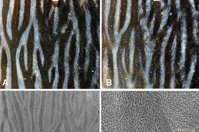 Yukon’s Ancient Rhinoceroses: Evidence of Prehistoric Life