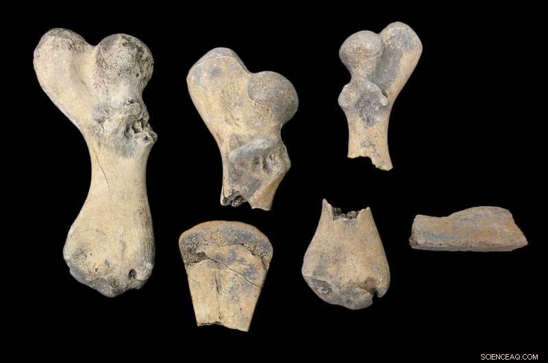 Ancient Turtle Bones Unveil Historical Fishing Practices in Florida & Caribbean