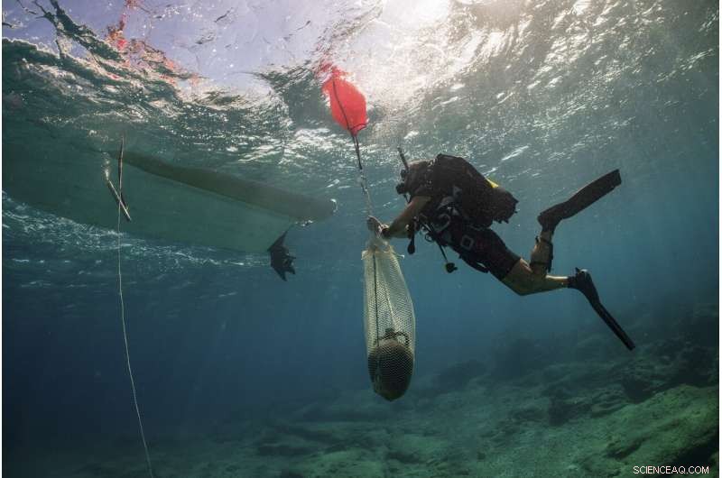Three Ancient Shipwrecks Discovered Off Kasos Island, Unveiling Rich Maritime Heritage