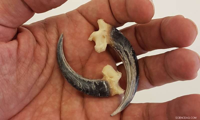 First-Ever Neanderthal Eagle Talon Necklace Unearthed in Iberia