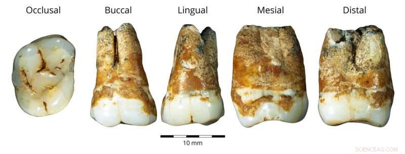 Archaeological Study Confirms 40,000-Year-Old Human Migration from Europe to the Levant