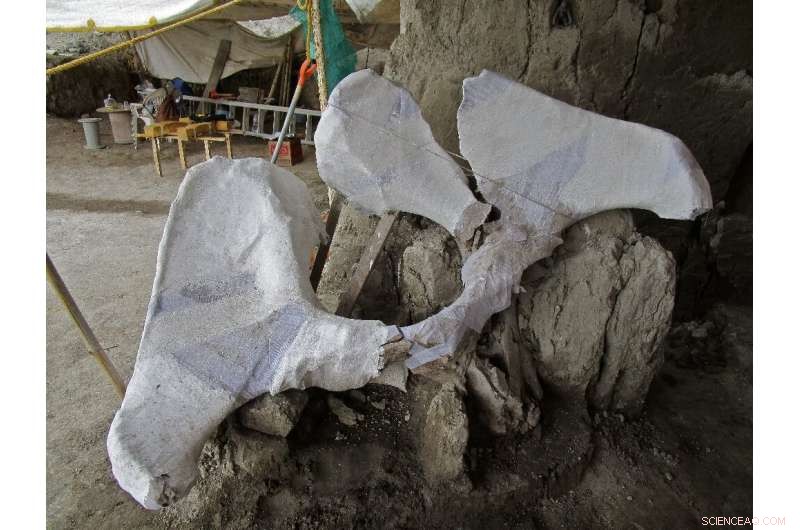 Mexico Discovers Largest Collection of Mammoth Skeletons Ever