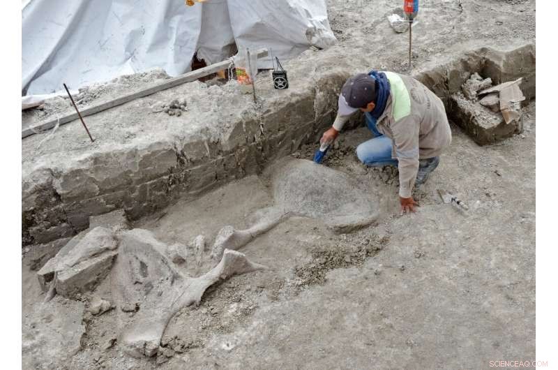 Mexico Discovers Largest Collection of Mammoth Skeletons Ever