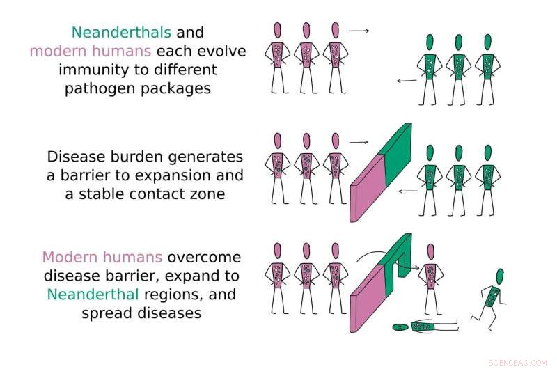 New Study Links Neanderthal Extinction to Human Disease Susceptibility