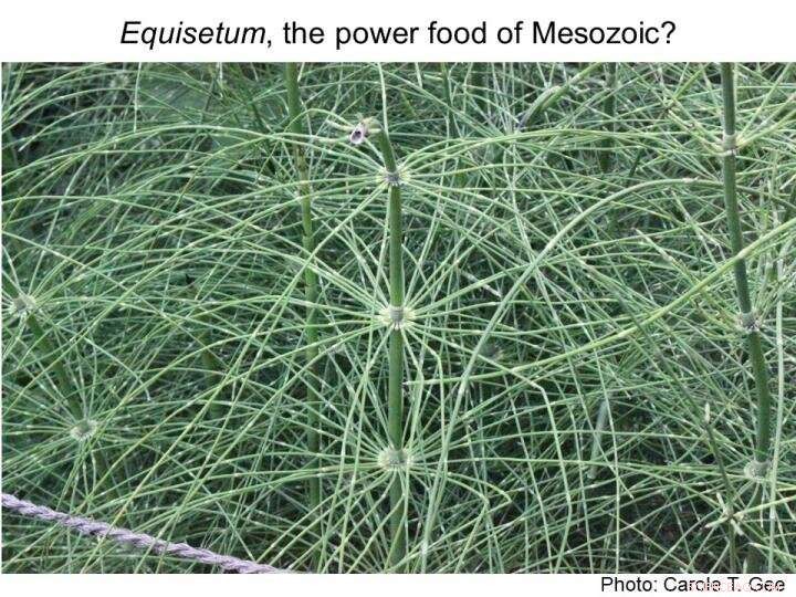 What Fuelled the Giant Sauropods? New Research Reveals Mesozoic Superfoods