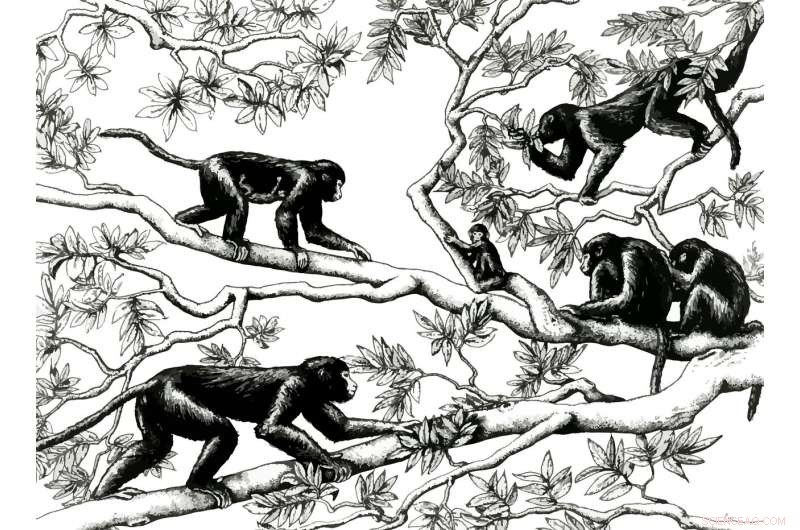New Fossil Study Reveals Apes and Old World Monkeys Diverged in Opposite Directions from Common Ancestor