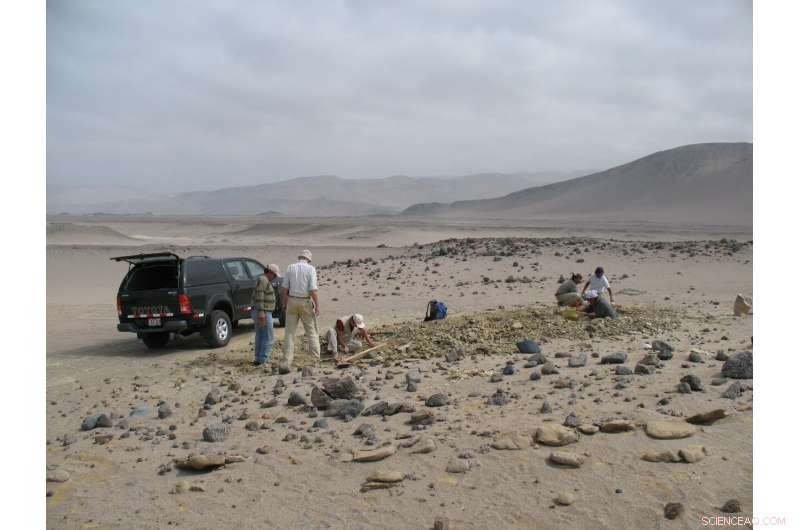 Early Dispersal of Quadrupedal Cetaceans: Amphibious Whale Discovery from the Middle Eocene