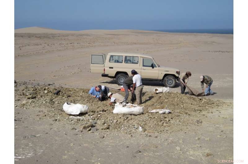 Early Dispersal of Quadrupedal Cetaceans: Amphibious Whale Discovery from the Middle Eocene