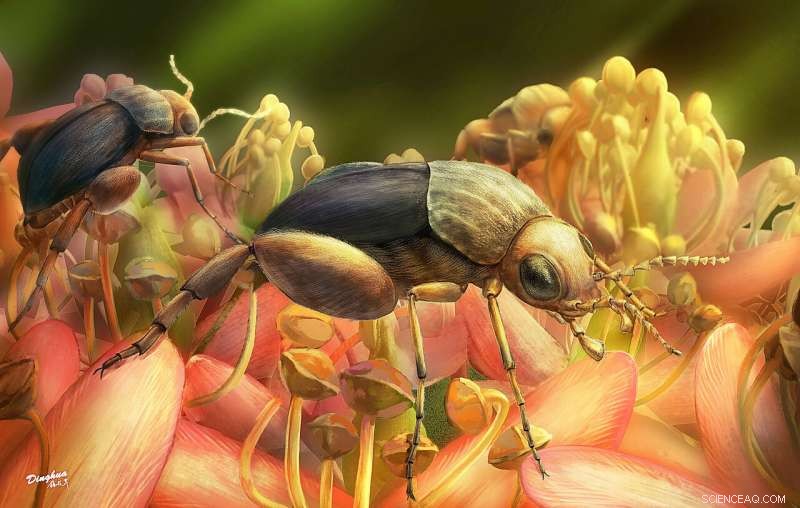 99-Million-Year-Old Amber Beetle Provides First Physical Proof of Insect Pollination