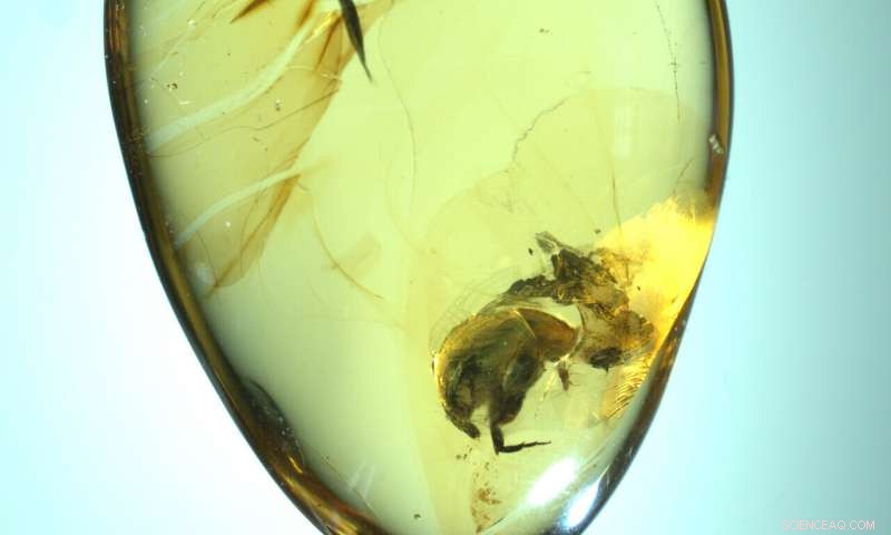 99-Million-Year-Old Amber Beetle Provides First Physical Proof of Insect Pollination