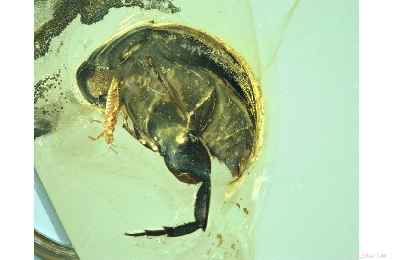 99-Million-Year-Old Amber Beetle Provides First Physical Proof of Insect Pollination