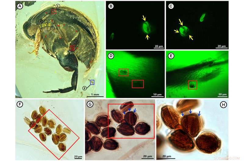 99-Million-Year-Old Amber Beetle Provides First Physical Proof of Insect Pollination