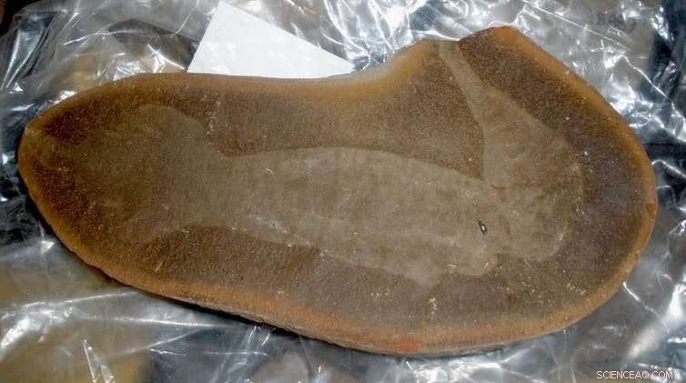 Decoding the Tully Monster: Unraveling a 300-Million-Year-Old Fossil Mystery