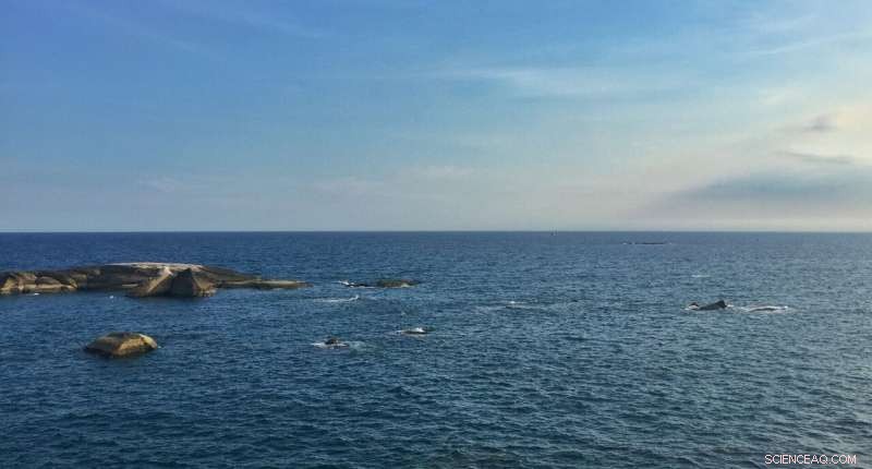 Reevaluating Hyoliths: Are They Palaeozoic Lophophorates?