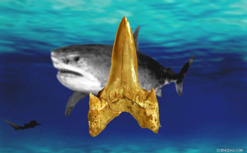 New 91‑Million‑Year‑Old Shark Species Unveiled in Kansas, Expanding Cretaceous Marine Life