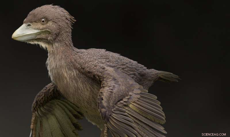 Japan–China Team Discovers Early Cretaceous Bird Fossil, Shedding Light on Avian Evolution